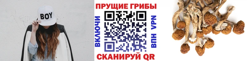 купить  сайты  Москва  Псилоцибиновые грибы прущие грибы 